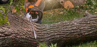 How Our Tree Care Process Works  in  Elim, PA